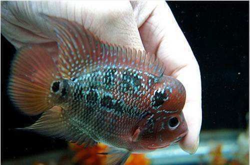 魚苗換水后食欲不振怎么辦：魚苗在換水后食欲不振怎么辦