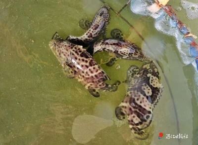 龍魚的魚鱗可以吃嗎：澳洲龍蝦是不是淡水生物？