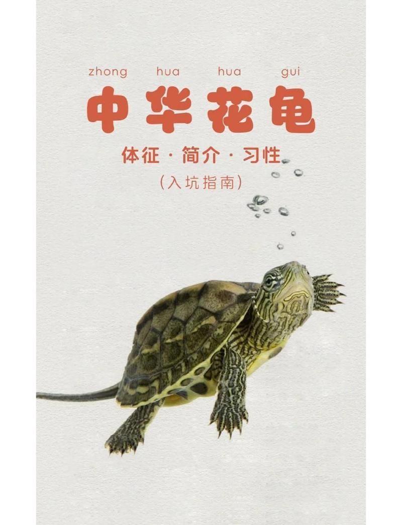 哪些龜是全水龜