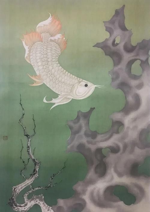 高背金龍魚(yú)發(fā)色過(guò)程圖片欣賞