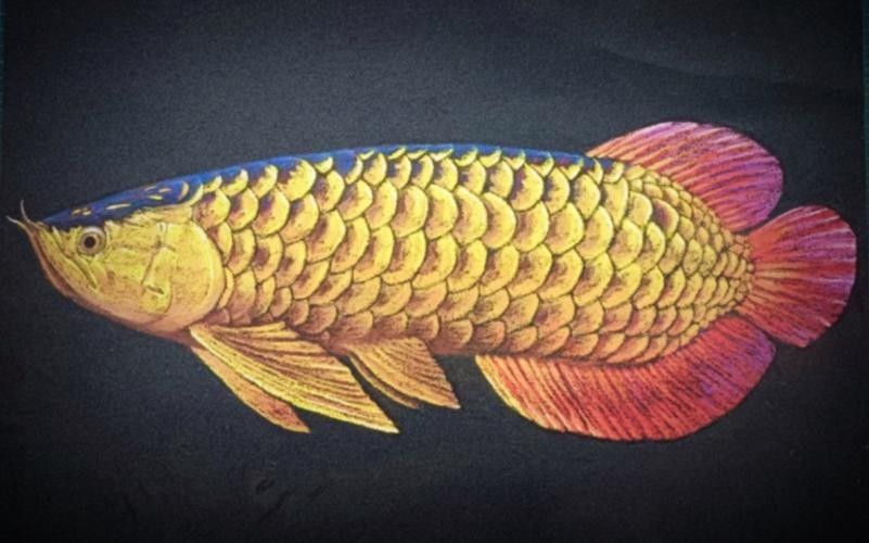 高背金龍魚(yú)發(fā)色過(guò)程圖片欣賞
