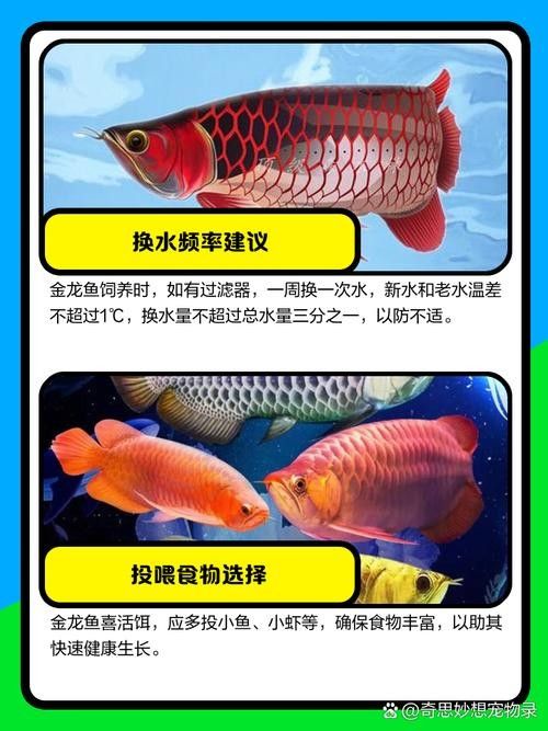 高背金龍魚(yú)發(fā)色過(guò)程圖片欣賞