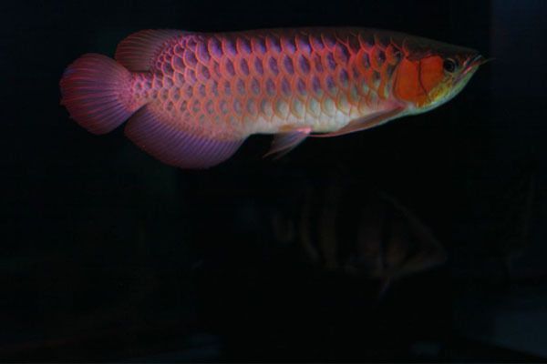 六角恐龍魚介紹一下（六角恐龍魚的繁殖技巧分享六角恐龍魚的繁殖技巧分享）