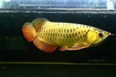 金龍魚用黃燈：關(guān)于金龍魚使用黃燈的一些詳細(xì)信息