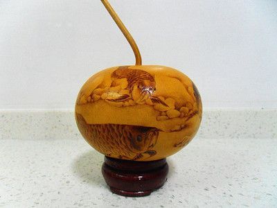 金龍魚吧 百度貼吧官網：【金龍魚吧】金龍魚吧