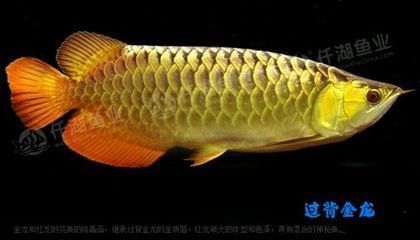 金龍魚吧 百度貼吧官網：【金龍魚吧】金龍魚吧