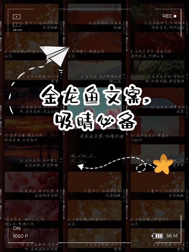 金龍魚簡介廣告語怎么寫的