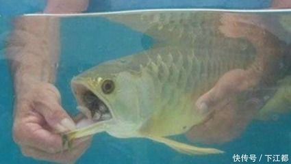白色金龍魚吃什么食物好：白色金龍魚吃什么好