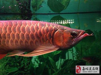 龍魚漂在水面不愛游動了：龍魚在水面不游動怎么辦