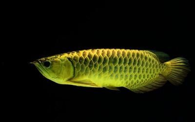 紅龍魚一直張嘴呼吸怎么回事：紅龍魚一直張嘴呼吸可能由多種原因引起紅龍魚呼吸系統疾病