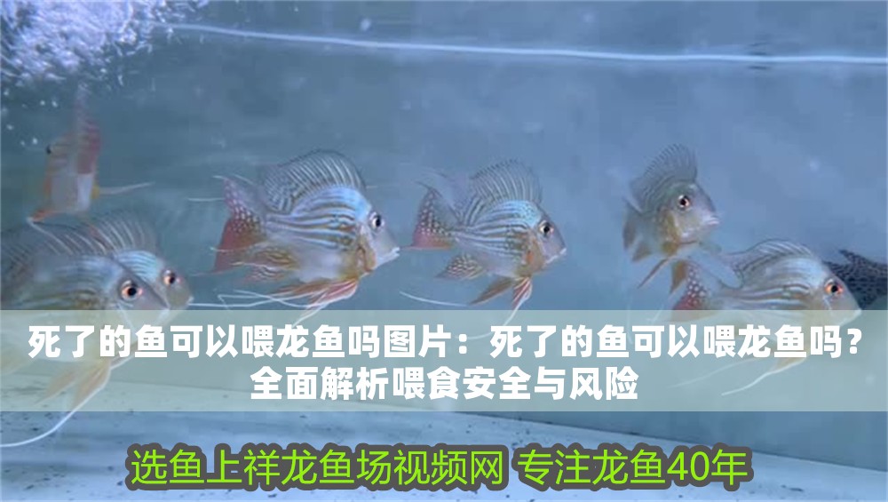 死了的魚可以喂龍魚嗎圖片：死了的魚可以喂龍魚嗎？全面解析喂食安全與風險