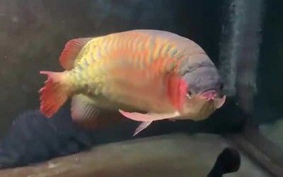金龍魚腹鰭根部斷了一點：金龍魚腹部斷了一點怎么辦
