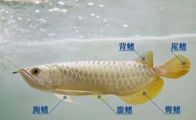 金龍魚腹鰭根部斷了一點：金龍魚腹部斷了一點怎么辦