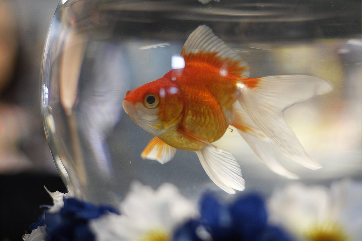 哪些人群不適合接觸龍魚？