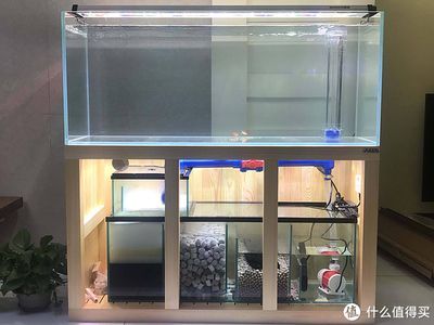 魚缸買哪種好用（魚缸過(guò)濾系統(tǒng)怎么選） 魚缸買哪種好用（魚缸過(guò)濾系統(tǒng)怎么選） 龍魚百科 第5張