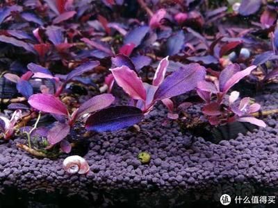 魚缸買哪種好用（魚缸過(guò)濾系統(tǒng)怎么選） 魚缸買哪種好用（魚缸過(guò)濾系統(tǒng)怎么選） 龍魚百科 第6張