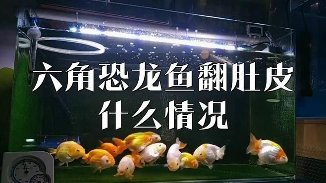 如何判斷龍魚是否翻肚？