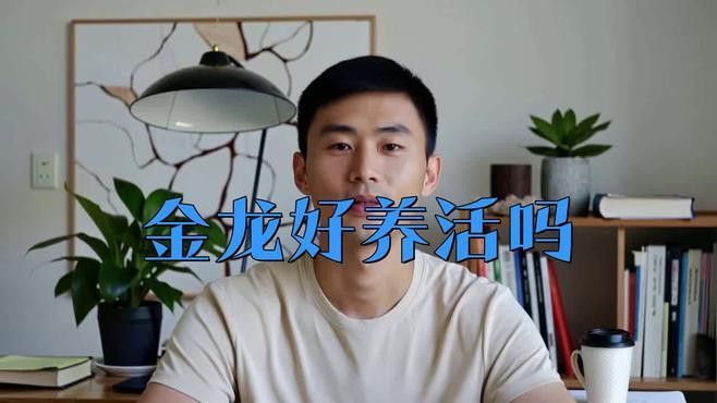 金龍魚過(guò)背的飼養(yǎng)難度大嗎？