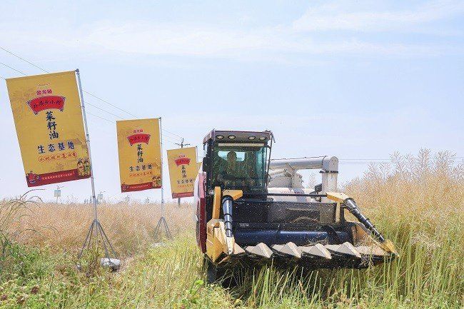 金龍魚在四川廣漢哪