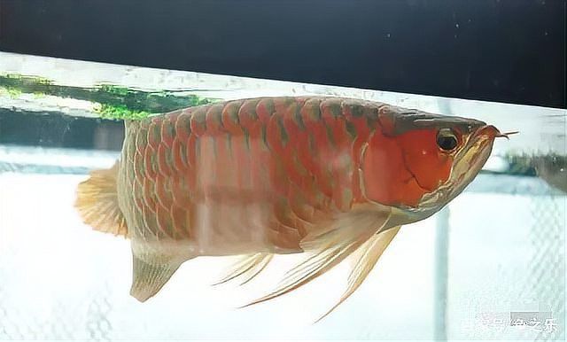 有哪些知名的龍魚攝影作品？ 有哪些知名的龍魚攝影作品？ 龍魚百科 第3張
