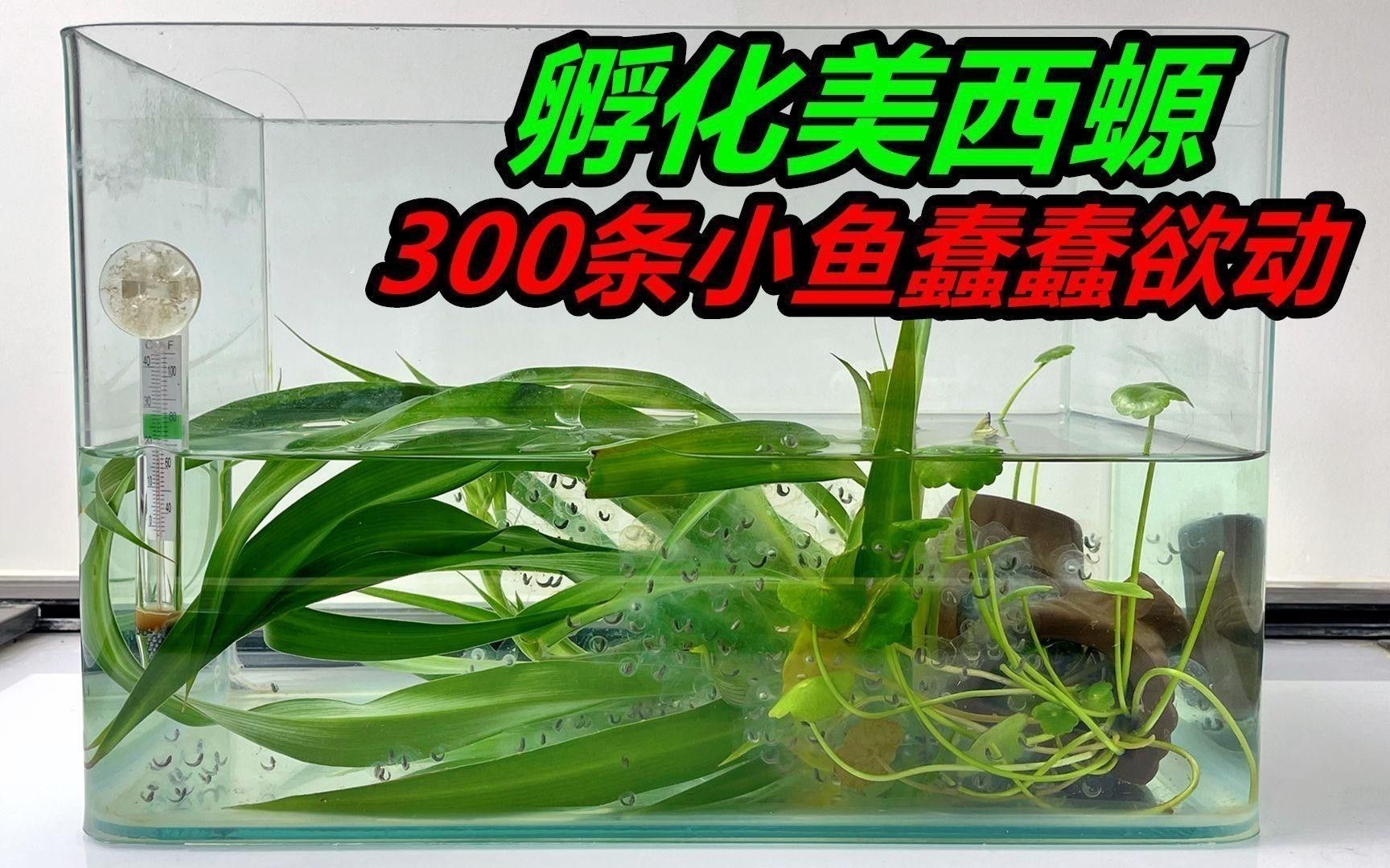 六角龍魚繁殖需要多大空間？