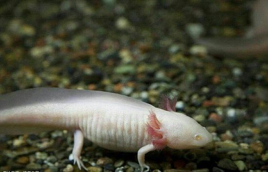 六角龍魚繁殖需要多大空間？
