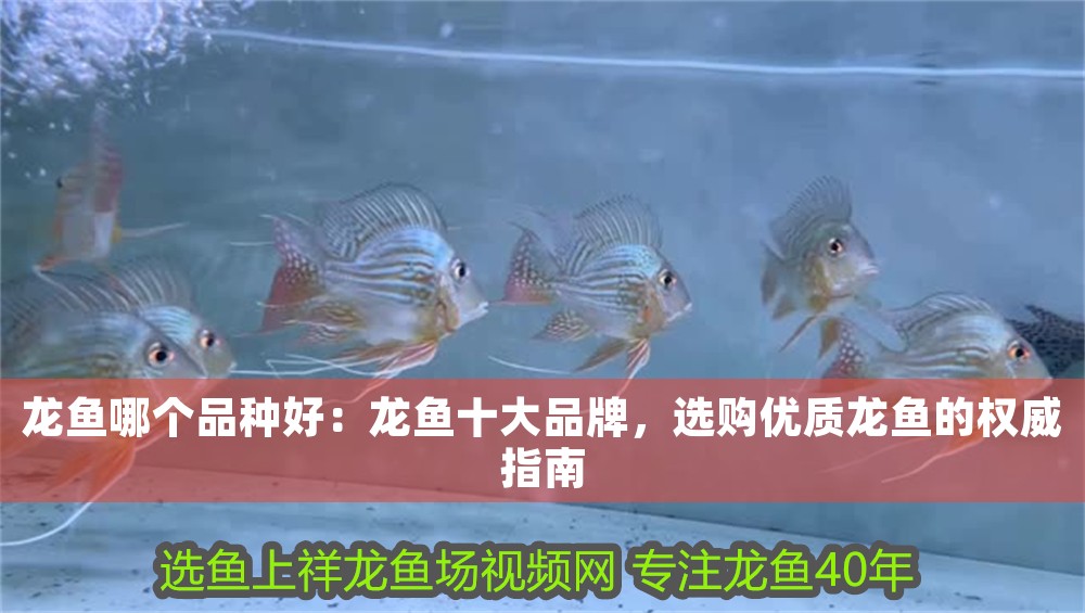 龍魚哪個品種好：龍魚十大品牌，選購優質龍魚的權威指南