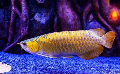 龍魚蒙眼瞎了還能恢復(fù)嗎：龍魚蒙眼瞎了是否能恢復(fù)取決于病情的嚴(yán)重程度和病因