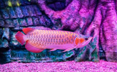 龍魚蒙眼瞎了還能恢復(fù)嗎：龍魚蒙眼瞎了是否能恢復(fù)取決于病情的嚴(yán)重程度和病因