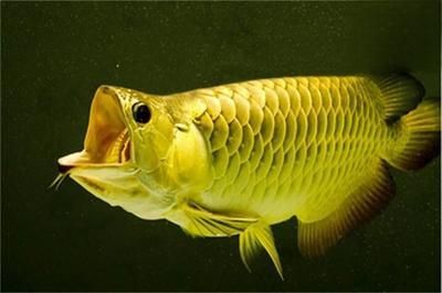 龍魚蒙眼瞎了還能恢復(fù)嗎：龍魚蒙眼瞎了是否能恢復(fù)取決于病情的嚴(yán)重程度和病因