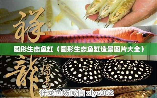 園形魚缸造景（圓形魚缸混養搭配技巧）