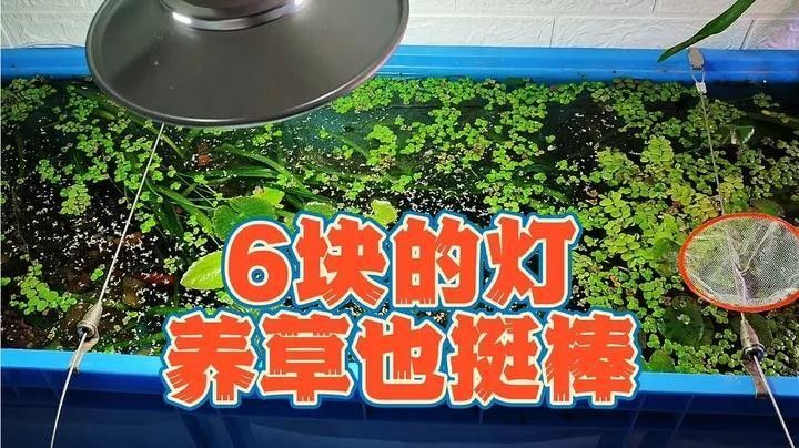 龍魚(yú)缸改草缸用什么燈