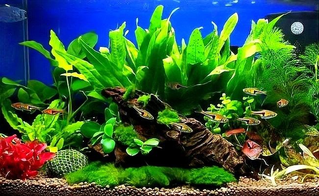 龍魚(yú)缸改草缸用什么燈
