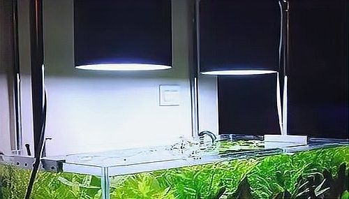 龍魚(yú)缸改草缸用什么燈