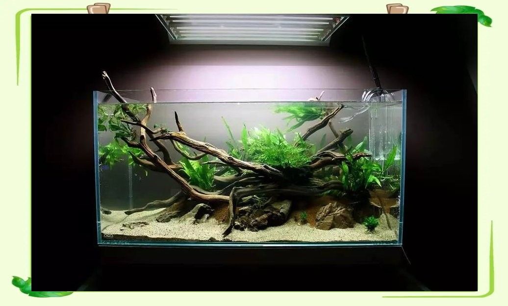 龍魚(yú)缸改草缸用什么燈