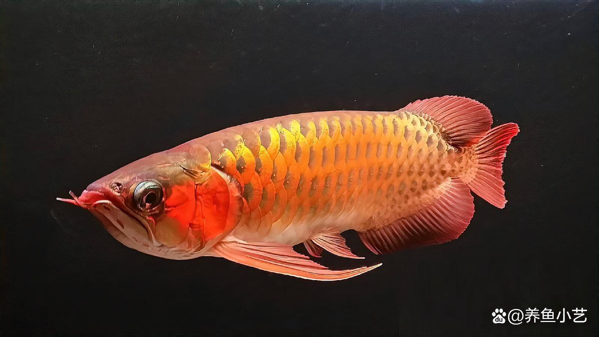 金龍魚和錦鯉