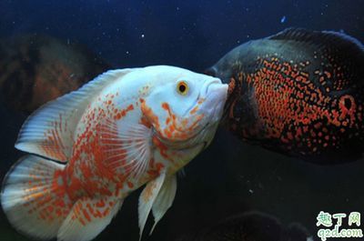 地圖魚混養搭配指南：地圖魚與其它魚類混養的最佳搭配建議地圖魚混養搭配建議