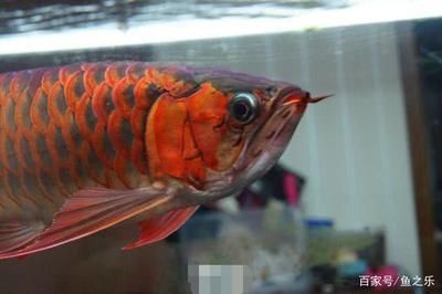 養(yǎng)龍魚背景白的好還是黑了好：養(yǎng)龍魚時背景顏色的選擇是一個重要的考慮因素及飼養(yǎng)難度
