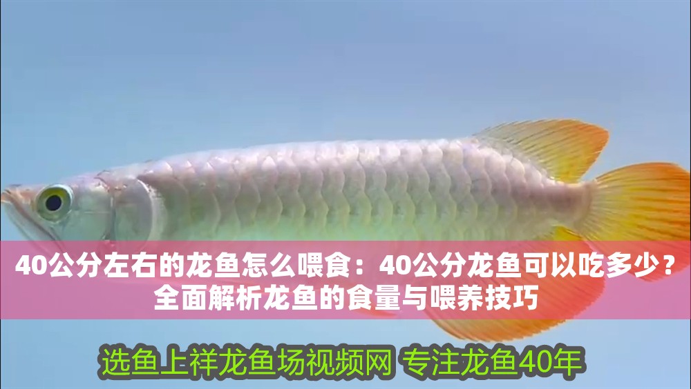 40公分左右的龍魚怎么喂食：40公分龍魚可以吃多少？全面解析龍魚的食量與喂養技巧