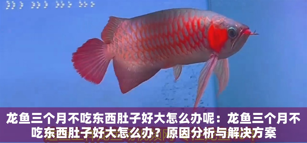 龍魚(yú)三個(gè)月不吃東西肚子好大怎么辦呢：龍魚(yú)三個(gè)月不吃東西肚子好大怎么辦？原因分析與解決方案