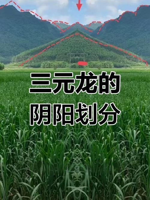 風(fēng)水龍最簡單三個圖片 風(fēng)水龍最簡單三個圖片 龍魚百科 第17張