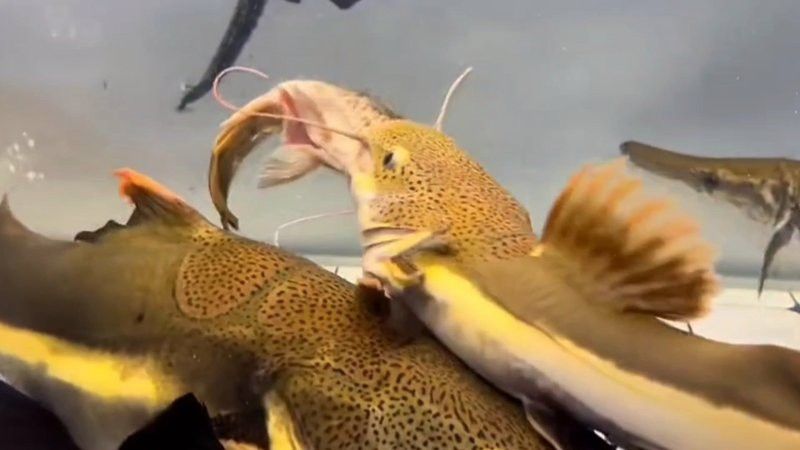 招財貓吃龍魚
