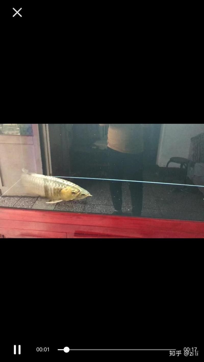 金龍魚父親孵卵死亡
