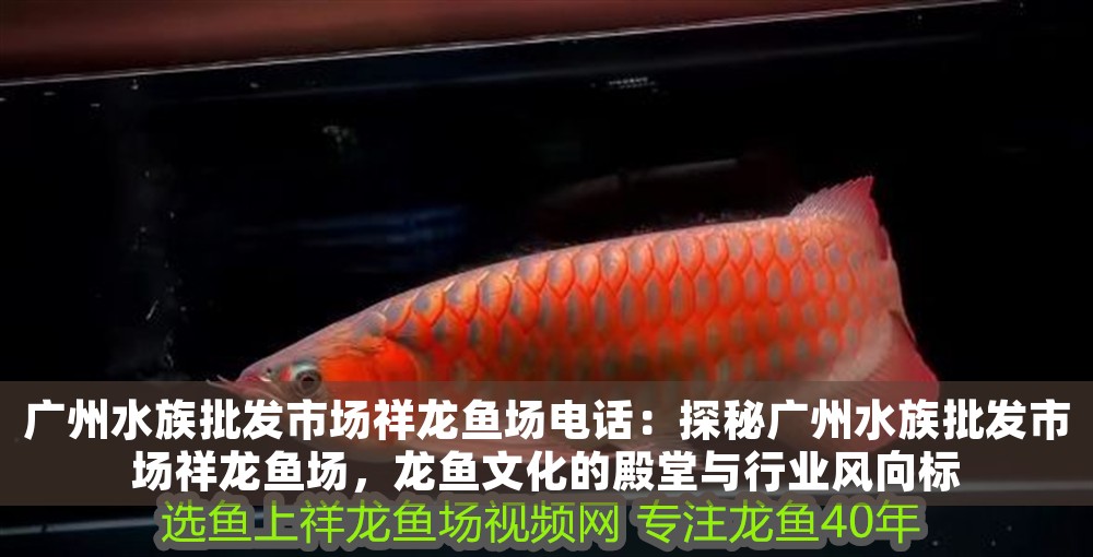 廣州水族批發市場祥龍魚場電話：探秘廣州水族批發市場祥龍魚場，龍魚文化的殿堂與行業風向標