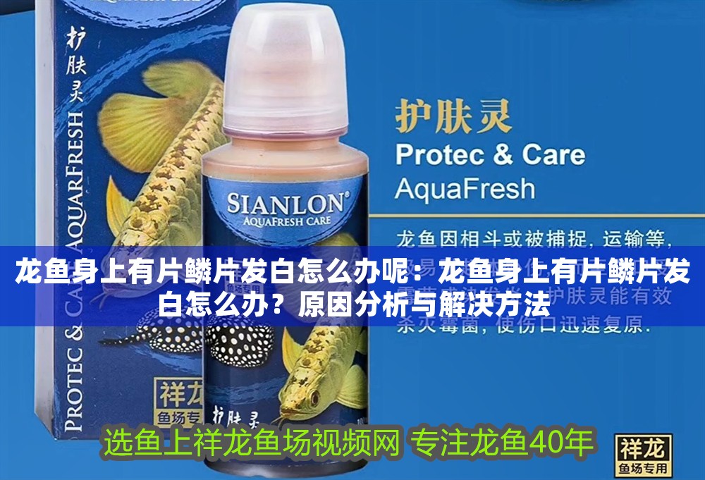 龍魚身上有片鱗片發白怎么辦呢：龍魚身上有片鱗片發白怎么辦？原因分析與解決方法