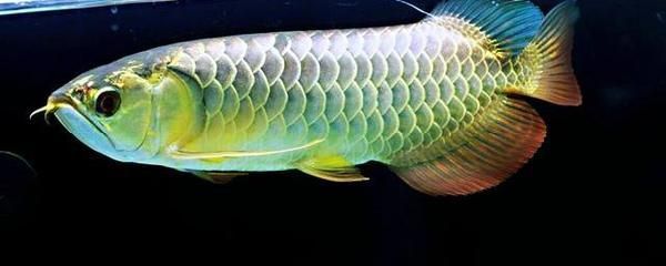 龍魚掉眼了怎么辦如何解決生理問題：龍魚掉眼怎么辦