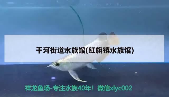 干河街道水族館(紅旗鎮(zhèn)水族館)