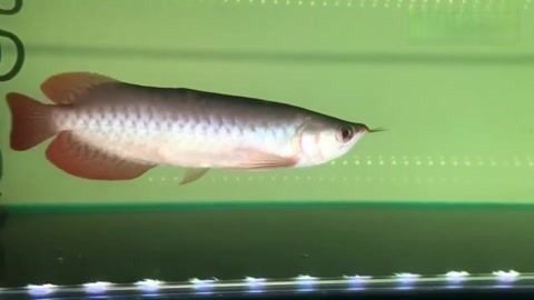 龍魚翹嘴還是平嘴好養活：“龍魚翹嘴還是平嘴好養活詳情”龍魚飼養的加色技巧