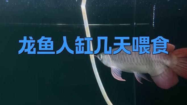 龍魚入缸后如何判斷是否適應？