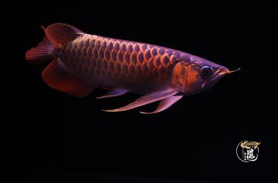 龍魚可以多久不喂東西：龍魚可以多久不喂東西，
